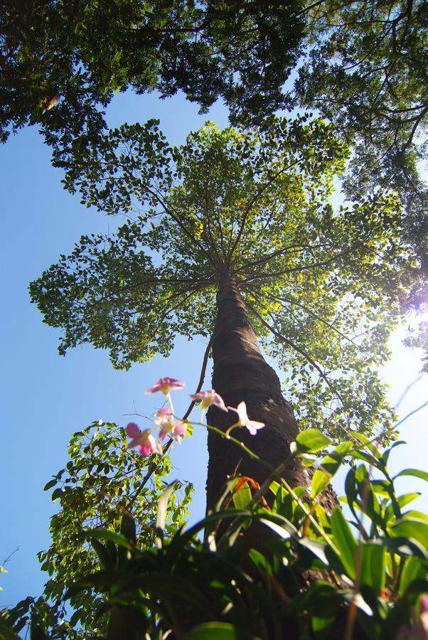 Tree House Hotel Sisaket Luaran gambar